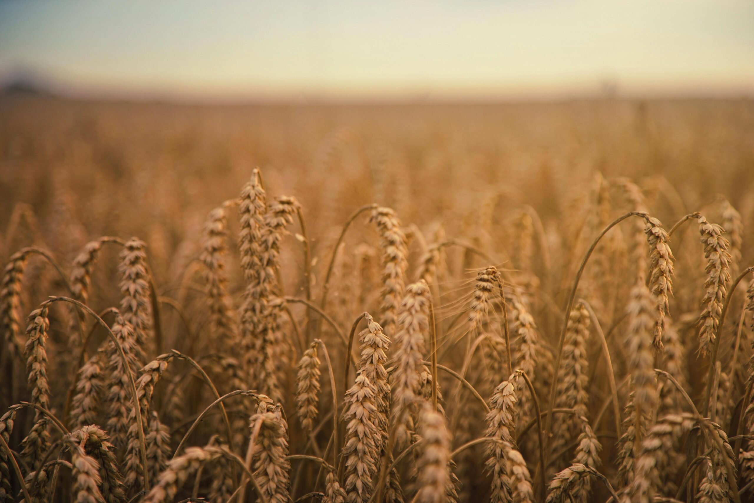 Home A tranquil view of a golden wheat field at sunset, showcasing nature's beauty.